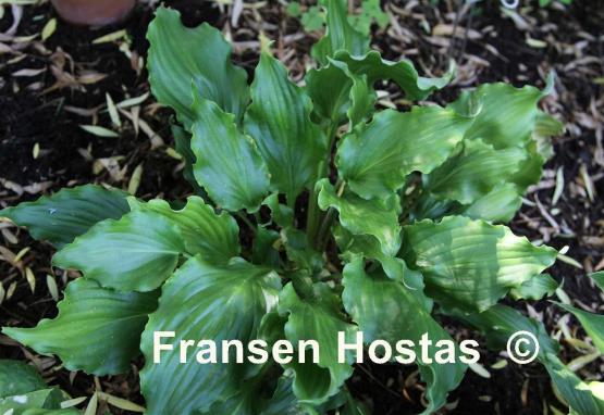 Hosta Unruly Child